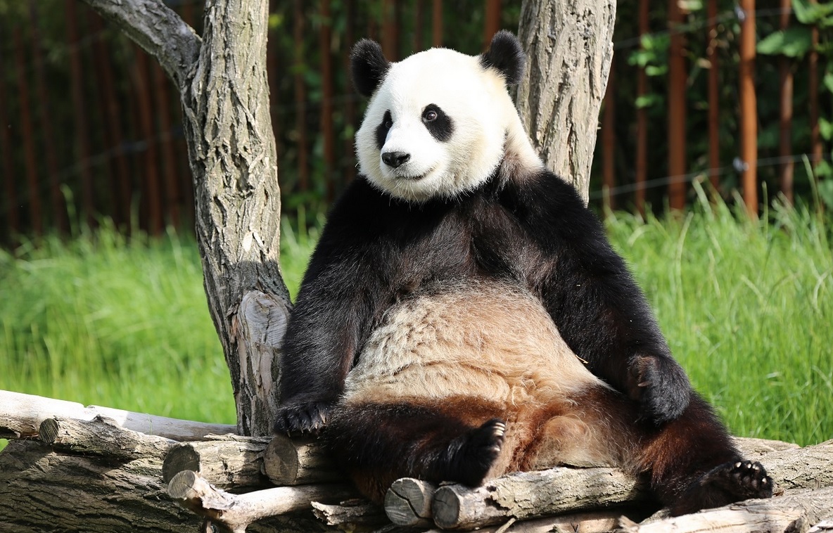 Panda