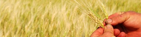 Families Meeus en Vanden Avenne geloven in ethanol